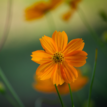 Tangerine marigold