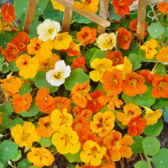 De nombreuses fleurs jaunes, orange et rouges se mêlent à quelques fleurs blanches. Des feuilles vertes rondes remplissent les espaces entre les corolles, créant une masse végétale dense. Des montants clairs et verticaux de support traversent cette composition. Le contraste entre les fleurs chaudes, les touches blanches et le feuillage vert reste visible dans l’ensemble du cadrage.