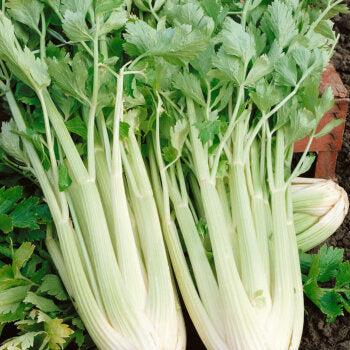 Celery 'Tall Utah'
