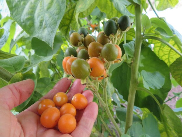 Dwarf tamarillo
