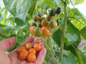 Tamarillo nain
