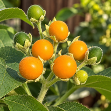 Tamarillo nain (<em>Solanum abutiloides</em>)