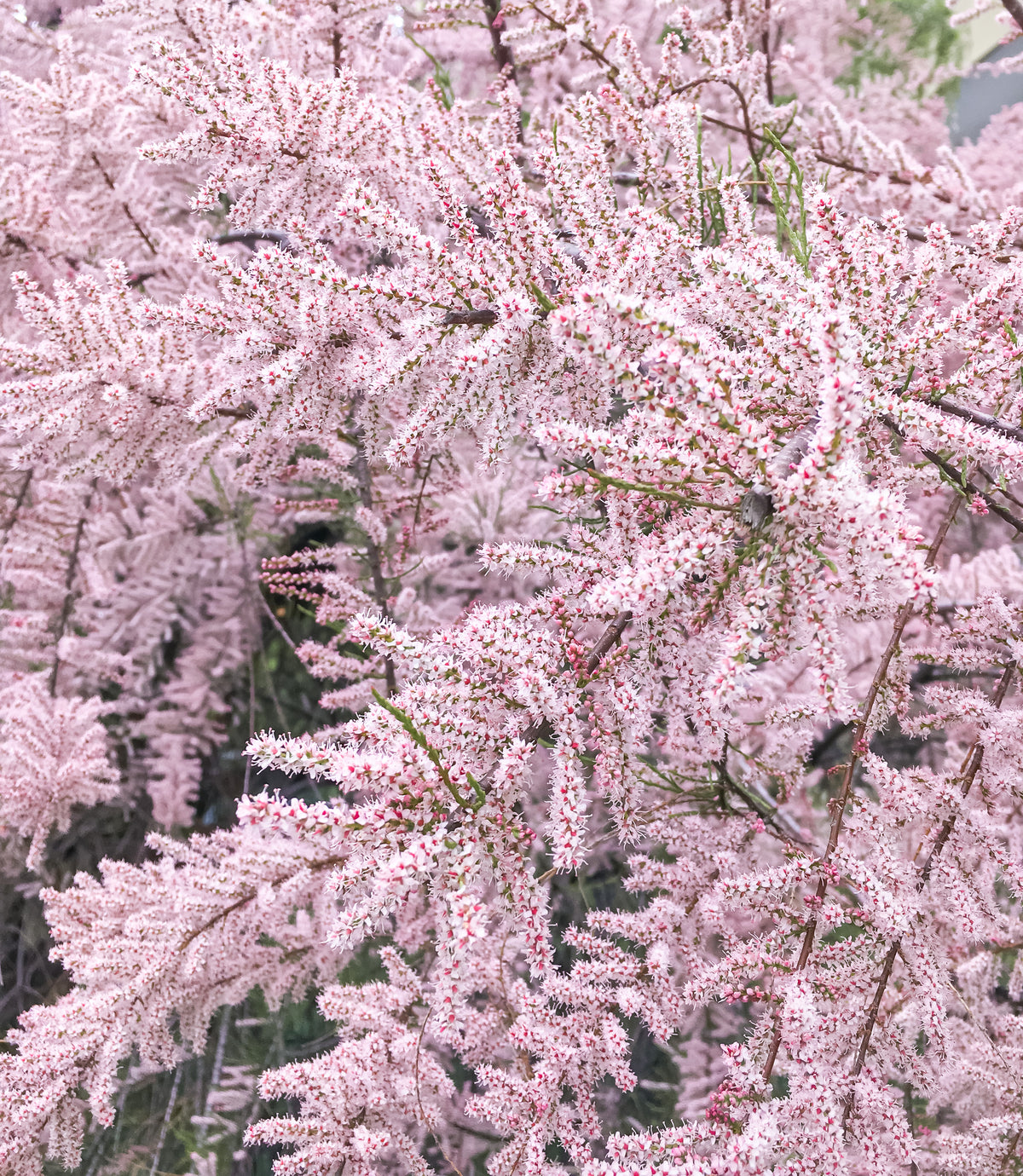 Tamarix ramosissima 'Pink Cascade'