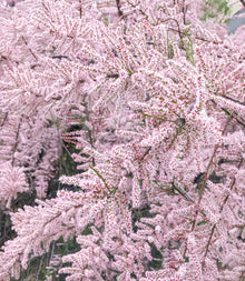 Tamarix ramosissima 'Pink Cascade'