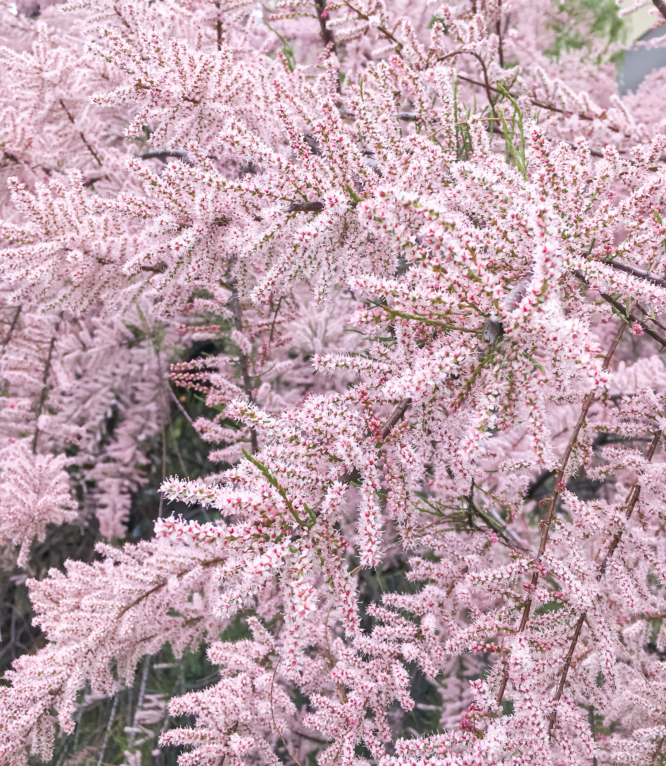 Tamarix ramosissima 'Pink Cascade'