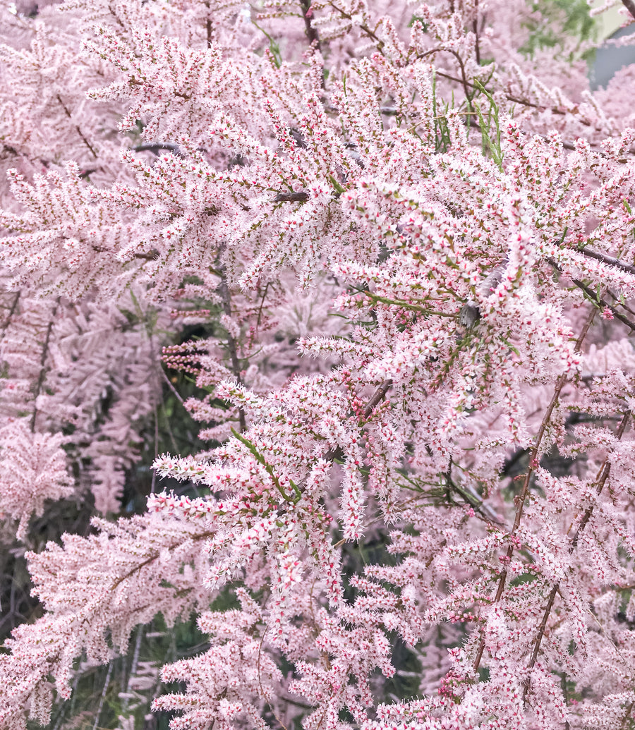 Tamarix ramosissima 'Pink Cascade'