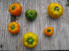 Poivron doux ‘Tangerine Pimento Gem’ – semences Gaia