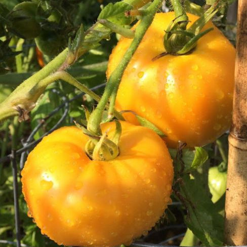 Organic 'Tangerine' Tomato
