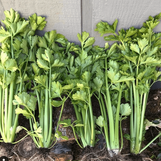 Organic 'Tango' Celery Seeds by Gaia, product image prepared for Canadian gardeners.