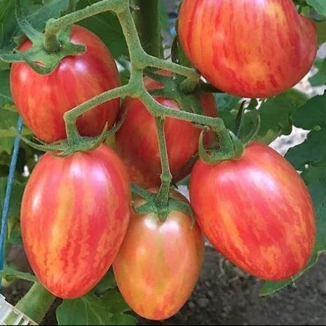 Tomate 'Taste Patio' bio