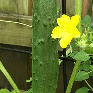 Organic 'Tasty Green' F1 Cucumber Seeds by Gaia, product image prepared for Canadian gardeners.