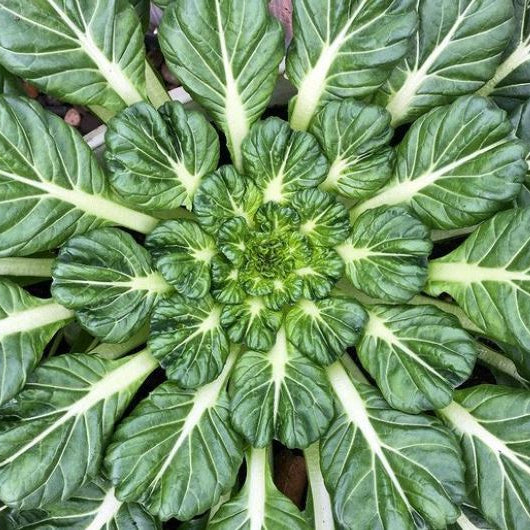 Sachet de semences Verdures asiatiques 'Tatsoï Asian Greens' bio, présenté de face avec le nom de la variété et les renseignements essentiels. Cette image aide à reconnaître le produit avant le semis et à conserver la bonne étiquette pendant la culture. Le sachet contient Environ 50 graines. Lisez les indications du sachet avant de commencer et conservez l’étiquette pour suivre la variété pendant toute la saison.