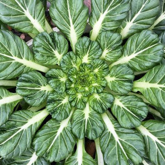 Sachet de semences Verdures asiatiques 'Tatsoï Asian Greens' bio, présenté de face avec le nom de la variété et les renseignements essentiels. Cette image aide à reconnaître le produit avant le semis et à conserver la bonne étiquette pendant la culture. Le sachet contient Environ 50 graines. Lisez les indications du sachet avant de commencer et conservez l’étiquette pour suivre la variété pendant toute la saison.