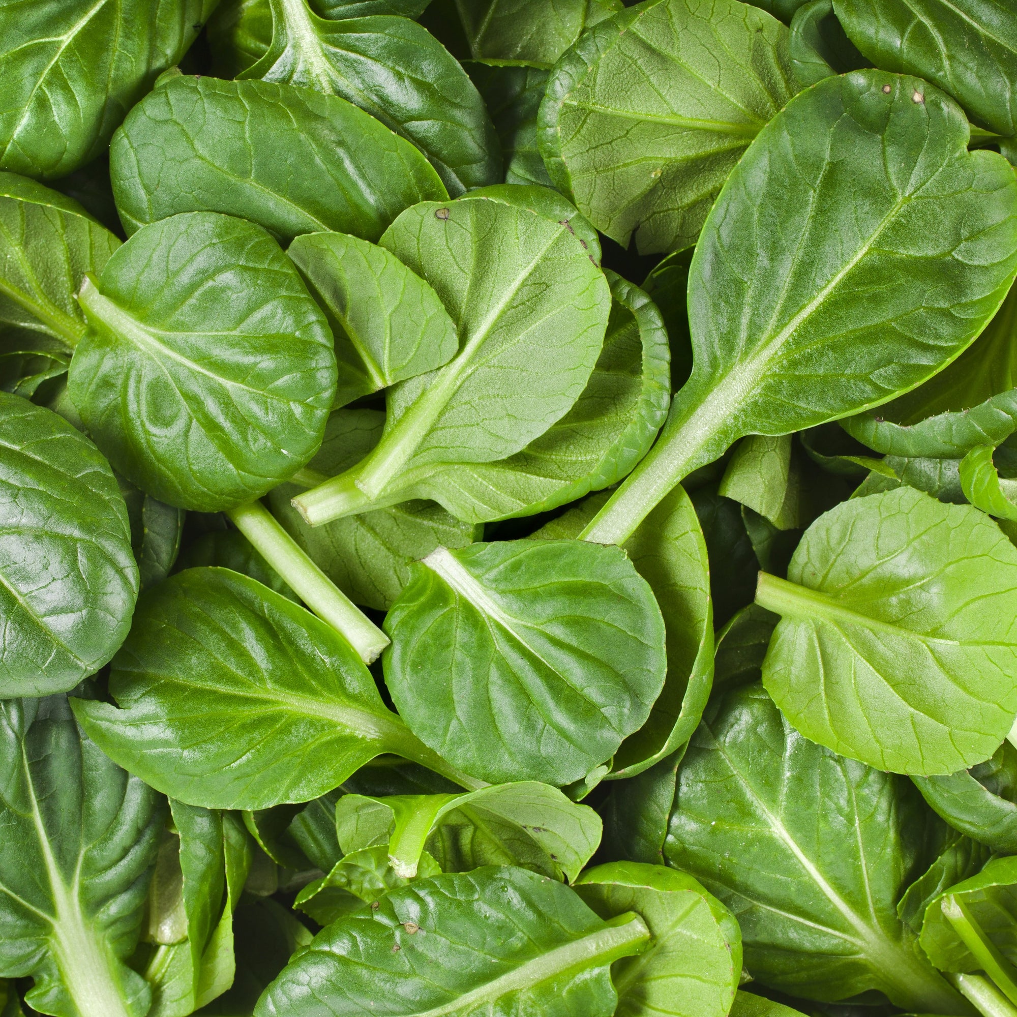 Tatsoï 'Asian Green' bio