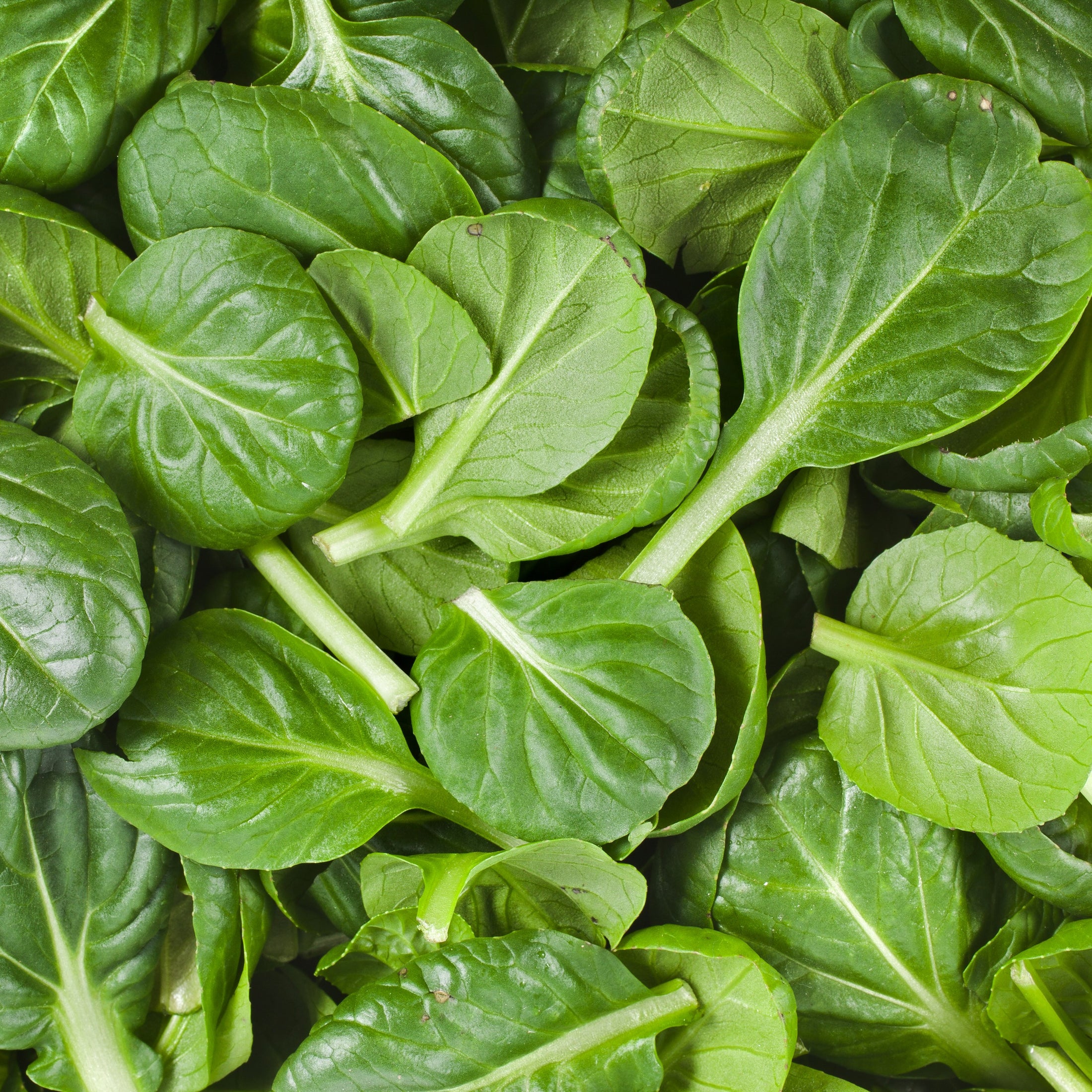 Tatsoï 'Asian Green' bio