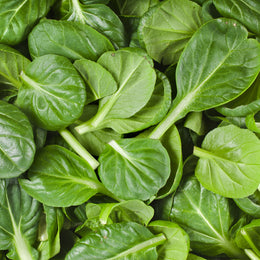 Tatsoï 'Asian Green' bio