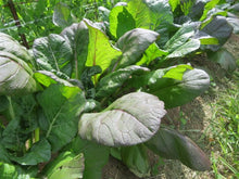 Tatsoi 'Rainbow'