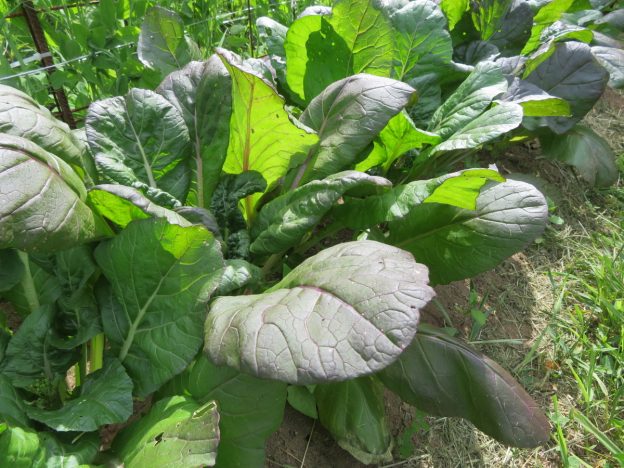Tatsoi 'Rainbow'