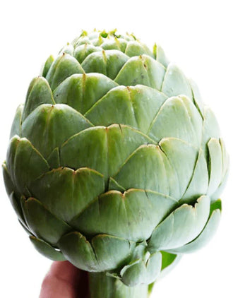 Organic 'Tavor' Artichoke Seeds by Gaia, product image prepared for Canadian gardeners.