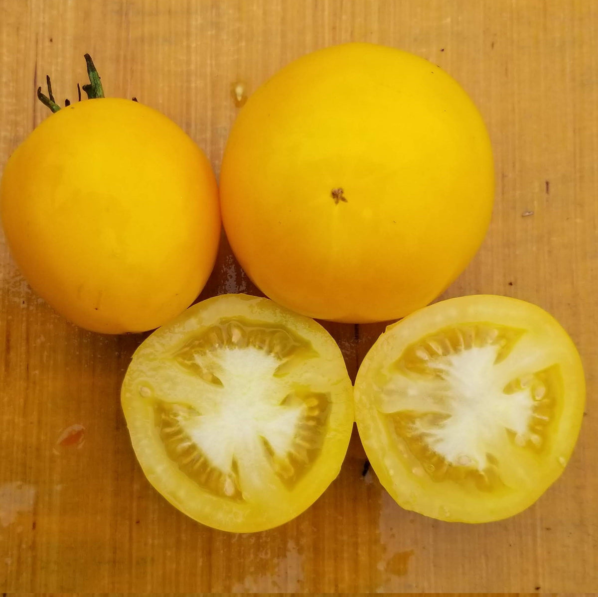 Tomate 'Taxi Yellow' bio