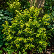 Taxus × media 'New Selection'