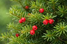 Taxus cuspidata 'Capitata'