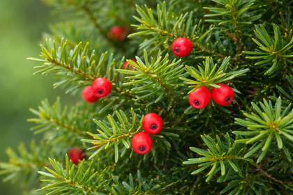 Taxus cuspidata 'Capitata'