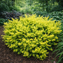 Taxus cuspidata 'Nana Aurescens'