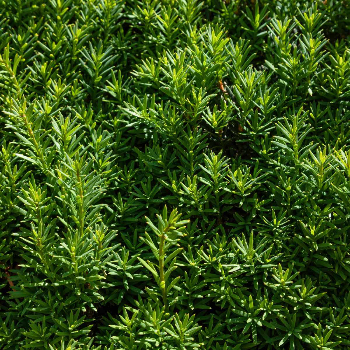 Taxus cuspidata 'Nova'