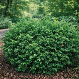 If hybride ‘Densiformis’ (Taxus × media)