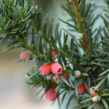 Taxus × media 'Hicksii'