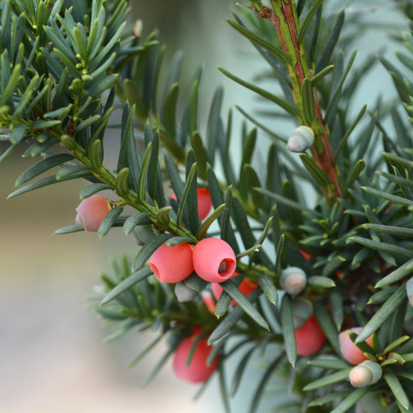 Taxus × media 'Hicksii'