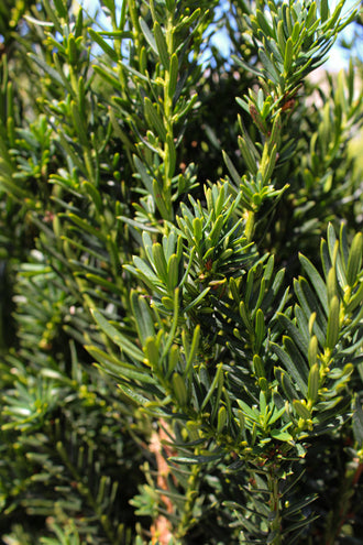 If ‘Hillii’ (Taxus × media)