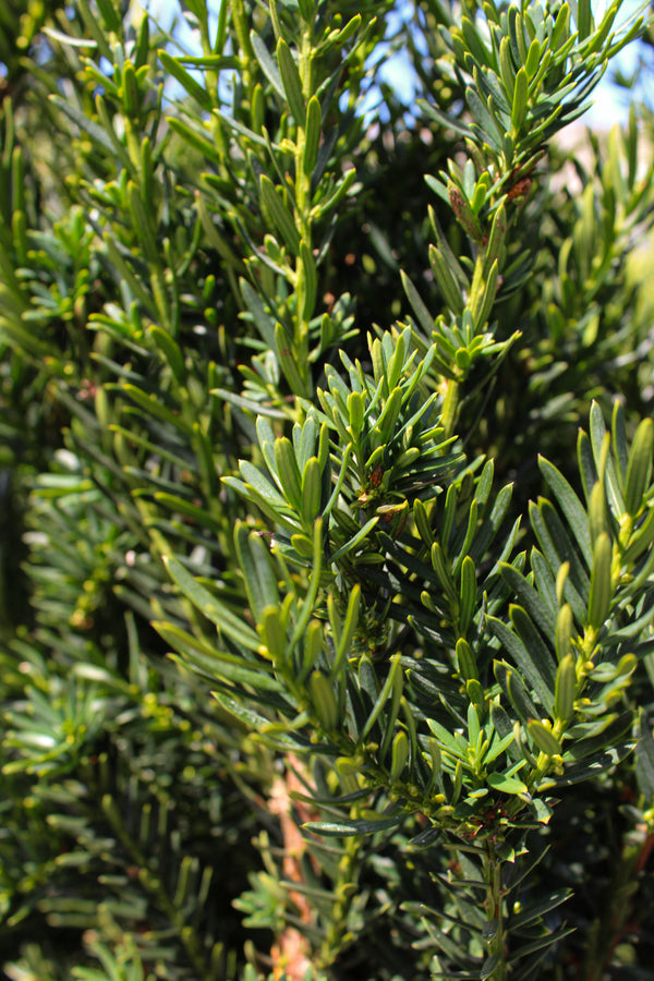 Taxus × media 'Hillii'
