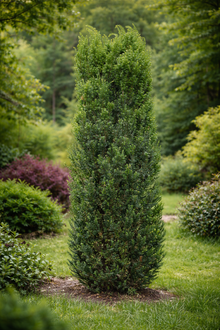 Taxus × media 'Majestic Pillar'