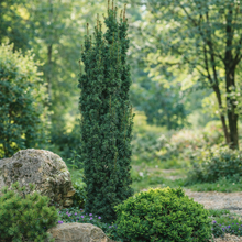 Taxus × media 'Maureen'