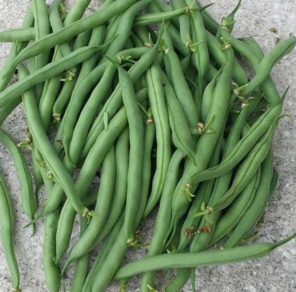 ‘Tender’ bush green bean, certified organic seeds (<em>Phaseolus vulgaris</em>)