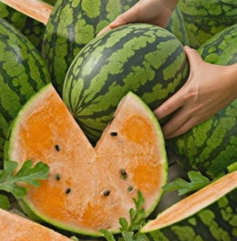 Organic 'Orange Tendersweet' Watermelon