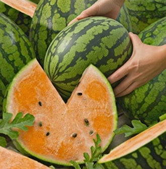 Organic Tendersweet Orange Watermelon Seeds by Gaia, product image prepared for Canadian gardeners.