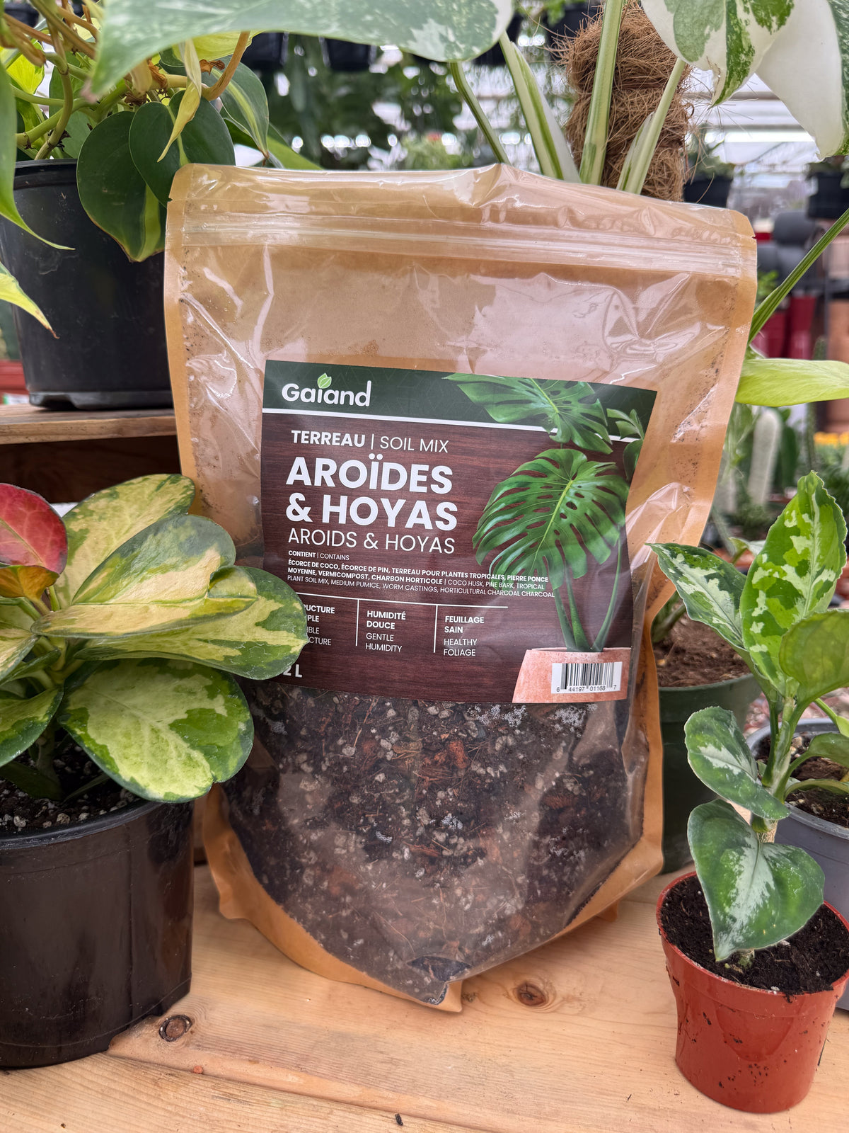 Sac de terreau Aroïdes et Hoyas Gaïand 2 L présenté en serre avec différentes plantes tropicales en pots