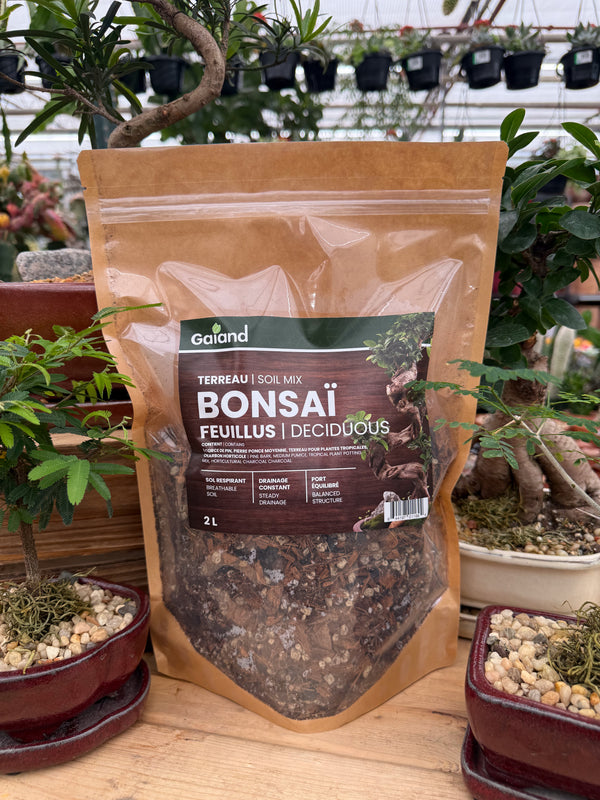 ts bonsai JHS Bonsai  Telluride Music Co