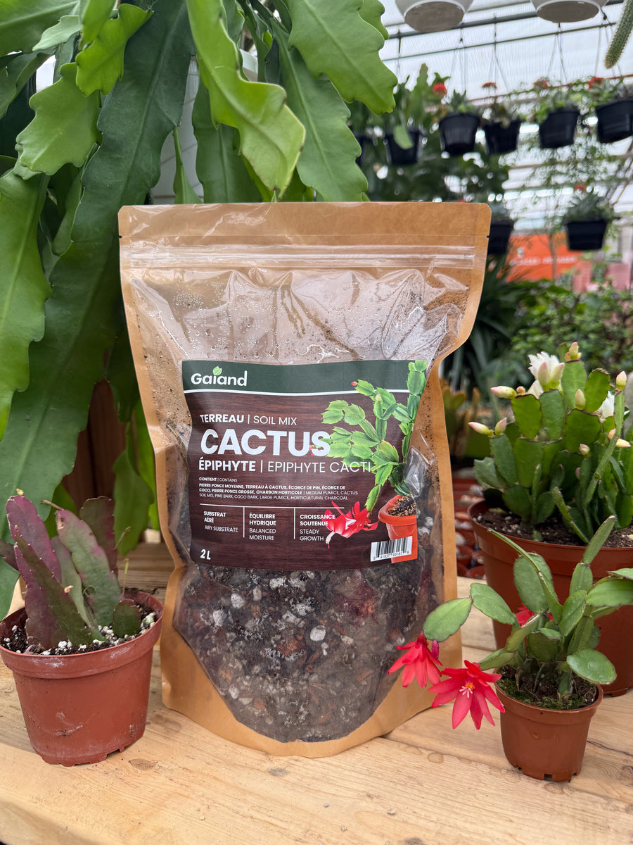 large bag cactus soil Miracle Mix Cactus Potting Mix – Optimal drainage – Pépinière.ca
