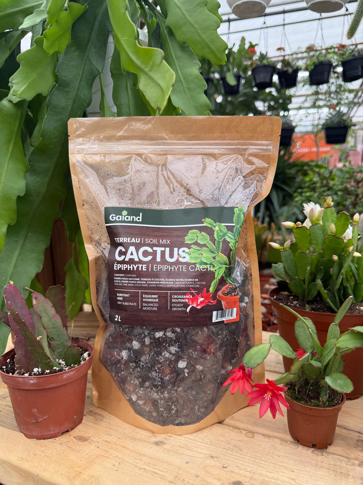 Sac de terreau Cactus épiphyte Gaïand 2 L présenté en serre avec des cactus de Noël et cactus épiphytes en pots