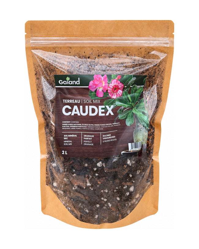 Sac de terreau Caudex Gaïand 2 L présenté en serre avec des plantes à caudex et succulentes