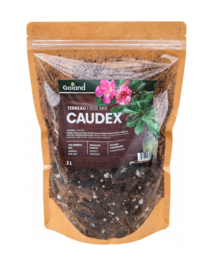 Sac de terreau Caudex Gaïand 2 L présenté en serre avec des plantes à caudex et succulentes