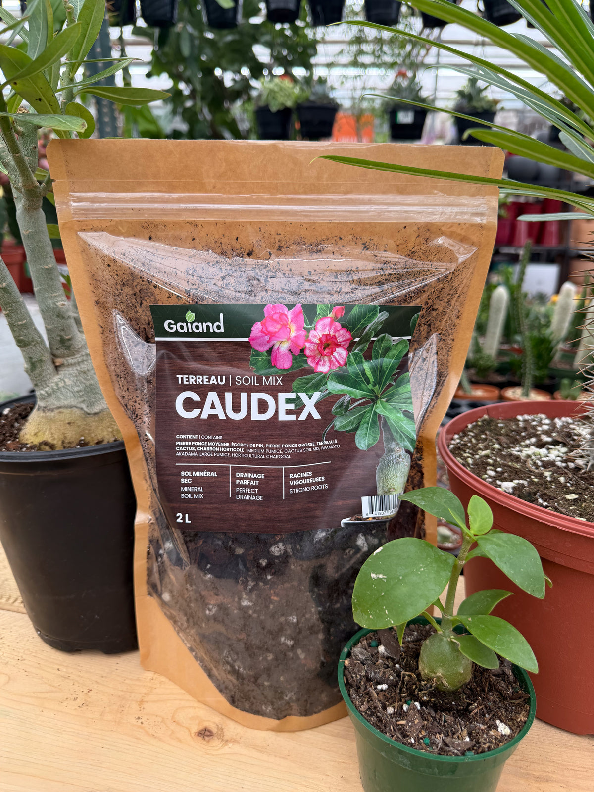 Sac de terreau Caudex Gaïand 2 L présenté en serre avec des plantes à caudex et succulentes