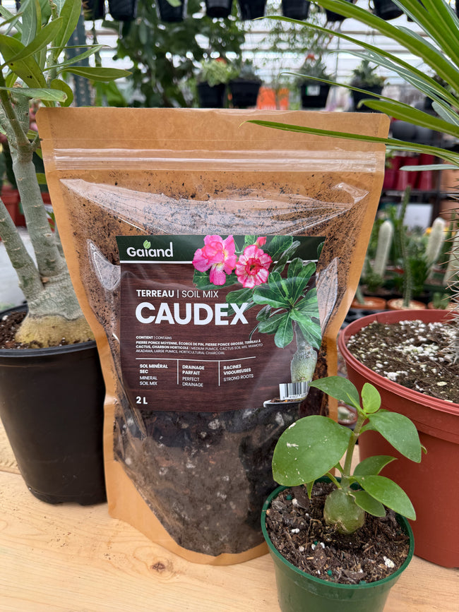 Sac de terreau Caudex Gaïand 2 L présenté en serre avec des plantes à caudex et succulentes