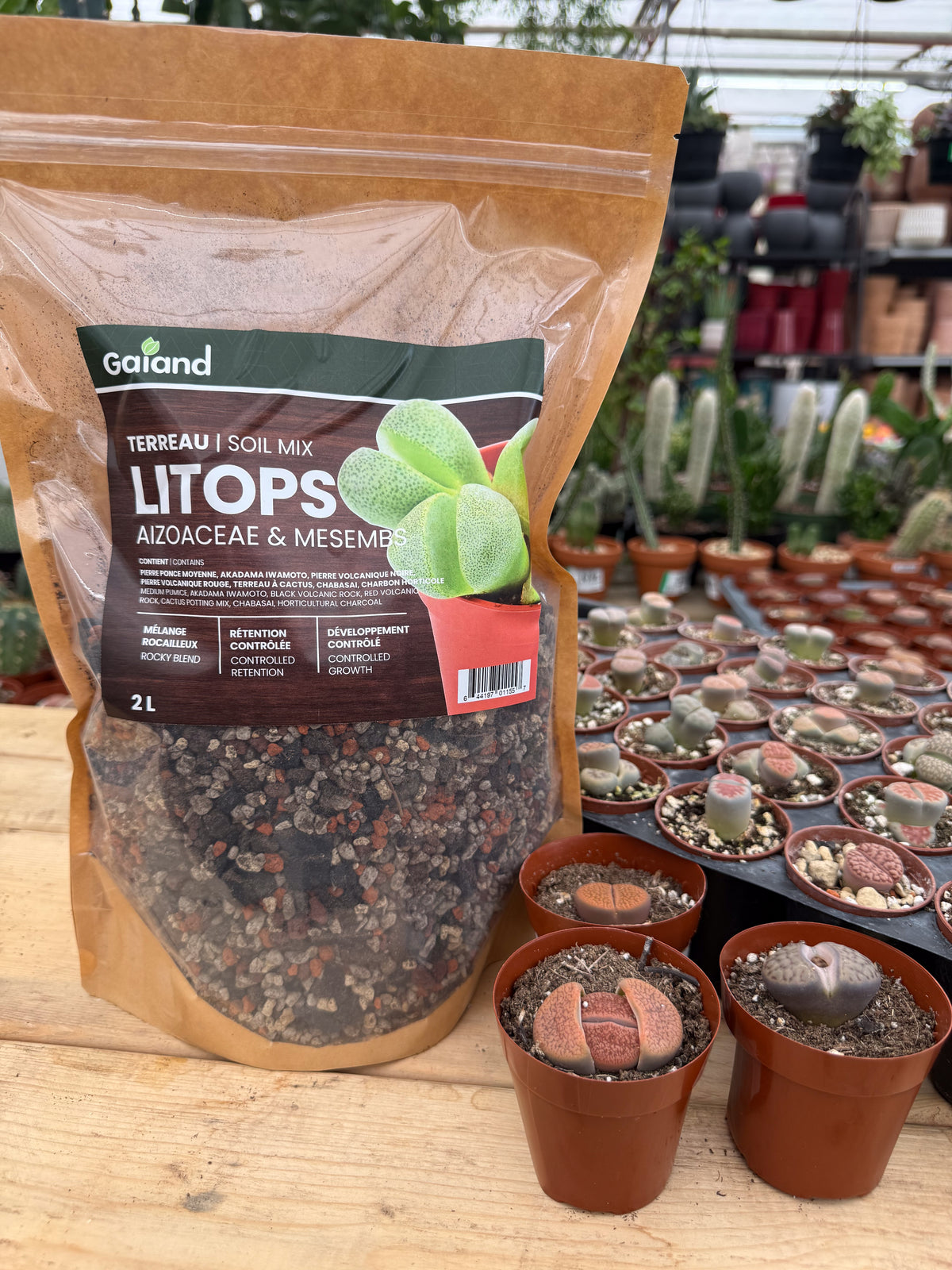 Sac de terreau Lithops Gaïand 2 L pour Aizoaceae et Mesembs présenté en serre avec des lithops en pots