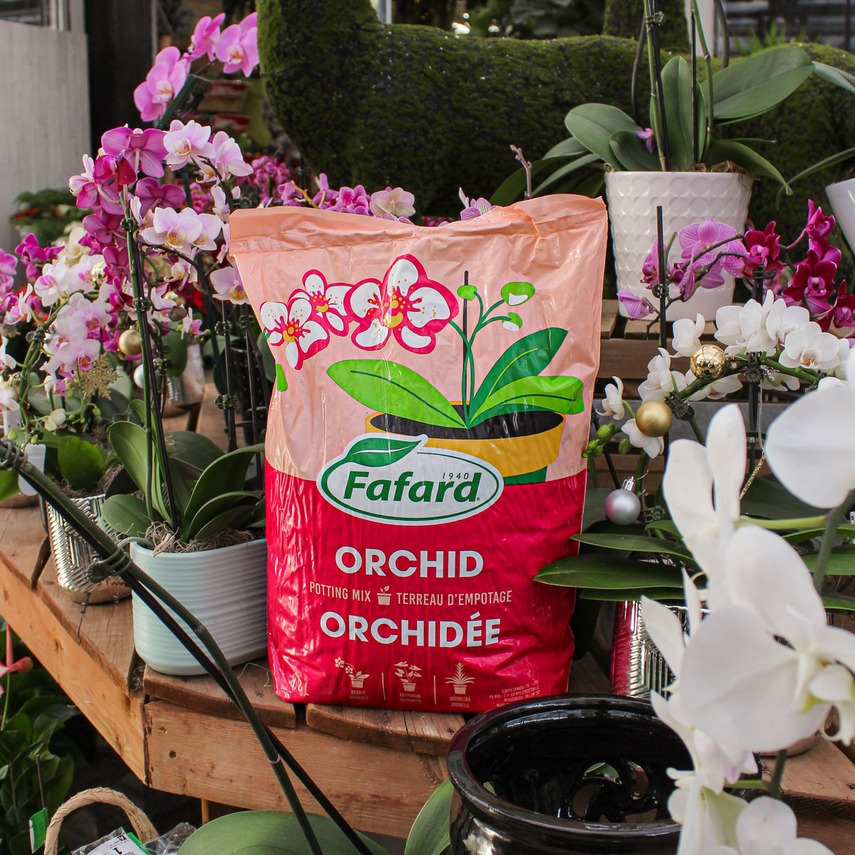 Sac de terreau d'empotage Fafard Orchid Potting Mix pour orchidées, emballage rouge avec illustration d'orchidée blanche et verte, posé sur étagère en bois entouré de plants d'orchidées Phalaenopsis en fleurs roses, blanches et violettes dans une serre au Québec