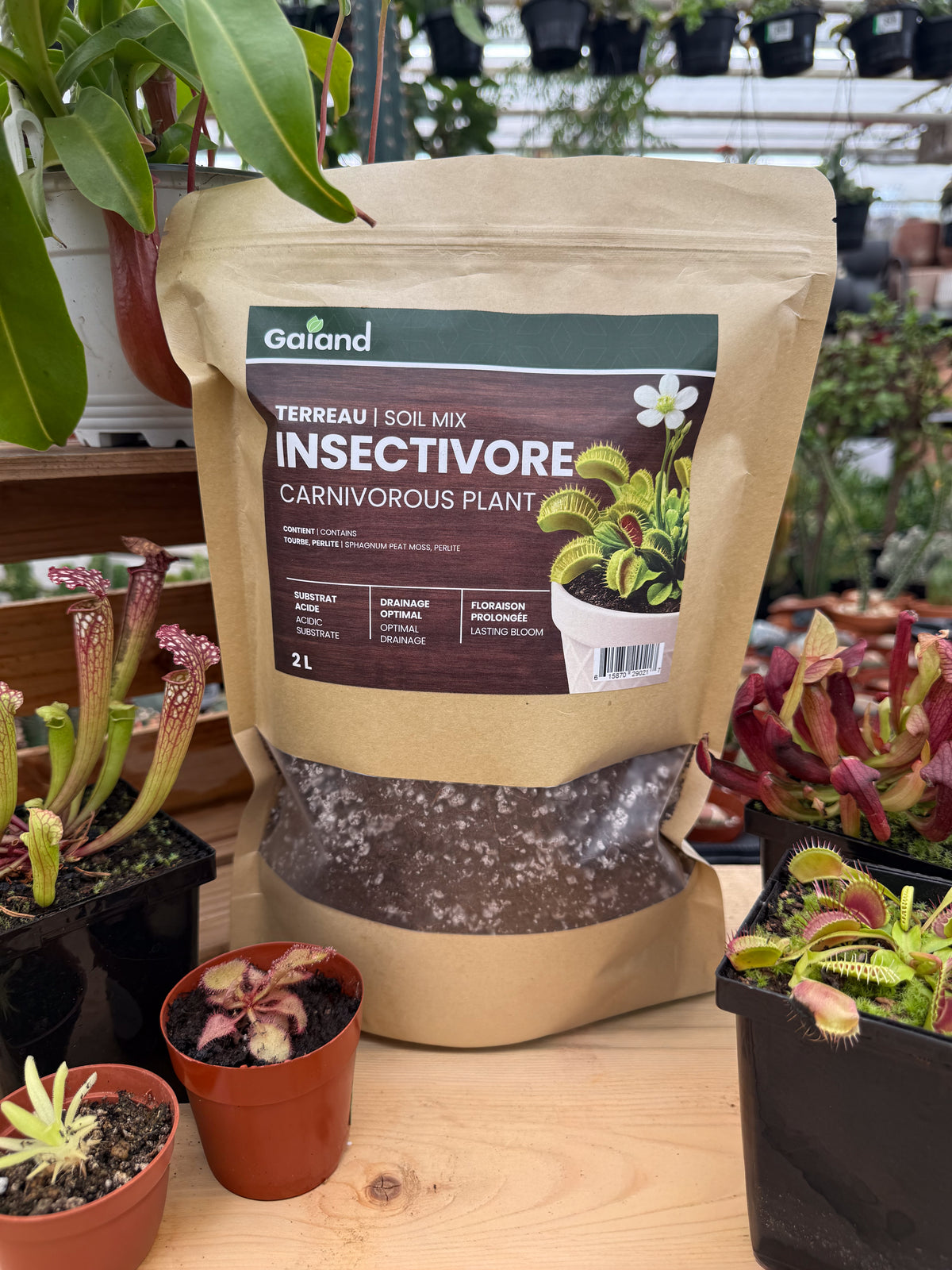 Sac de terreau insectivore Gaïand 2 L pour plantes carnivores présenté en serre parmi des dionées et sarracénies